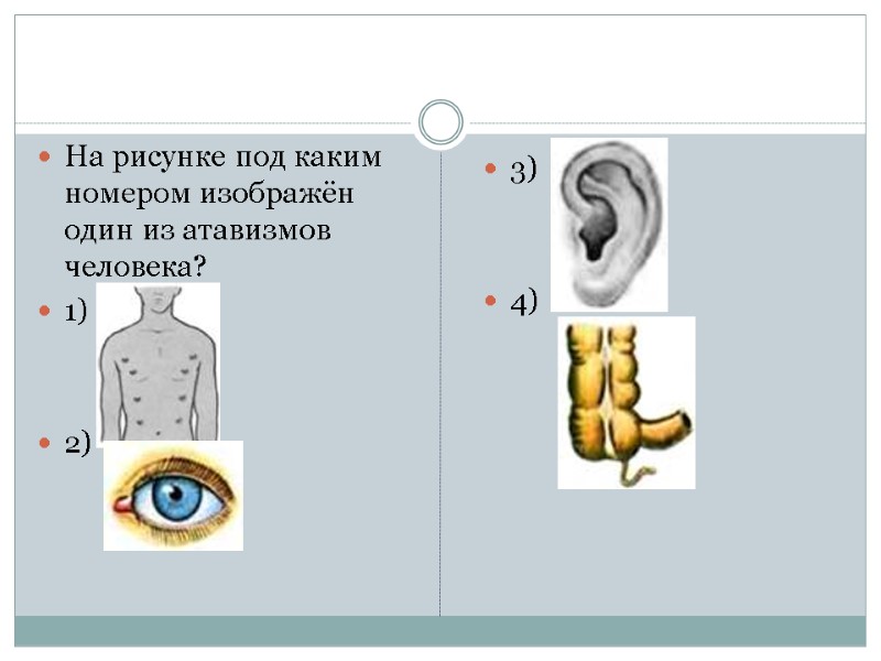 На рисунке под каким номером изображён один из атавизмов человека? 1)   2)